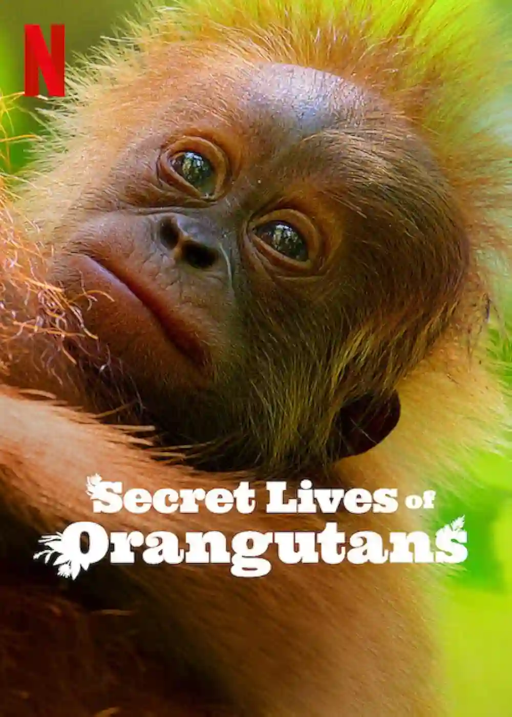 Download Secret Lives of Orangutans (2024) NF WEB-DL Dual Audio {Hindi-English} 480p [270MB] | 720p [720MB] | 1080p [4.3GB]